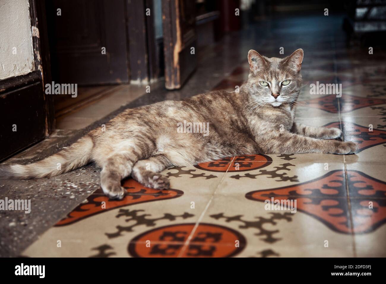 Cute lying down cat hi-res stock photography and images - Alamy
