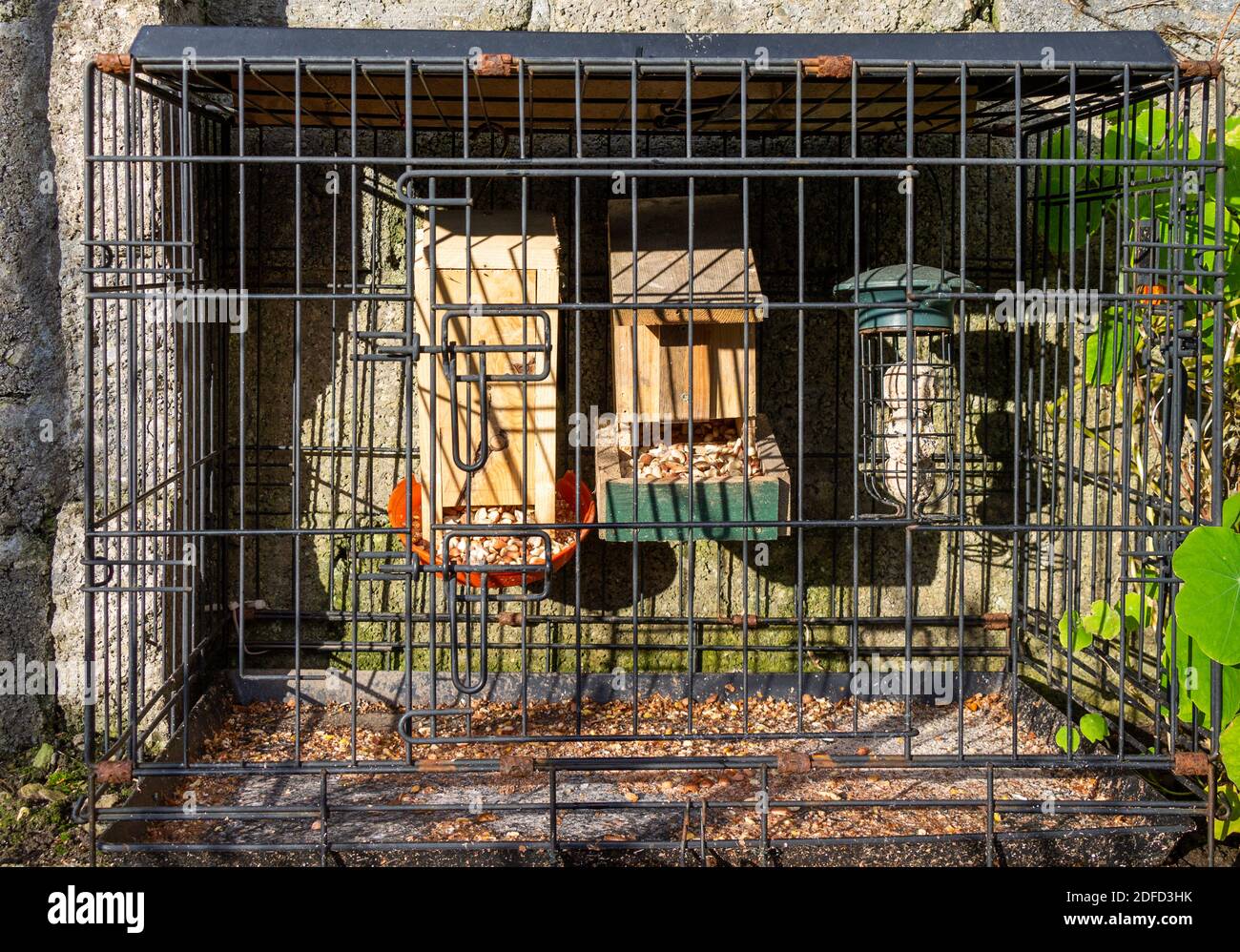 Travel cage used as bird feeding station Stock Photo Alamy