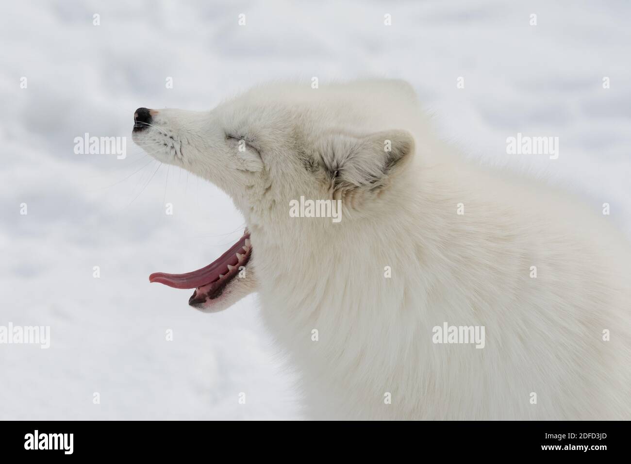 This beautiful arctic fox in northern Quebec is either tired or bored. Stock Photo