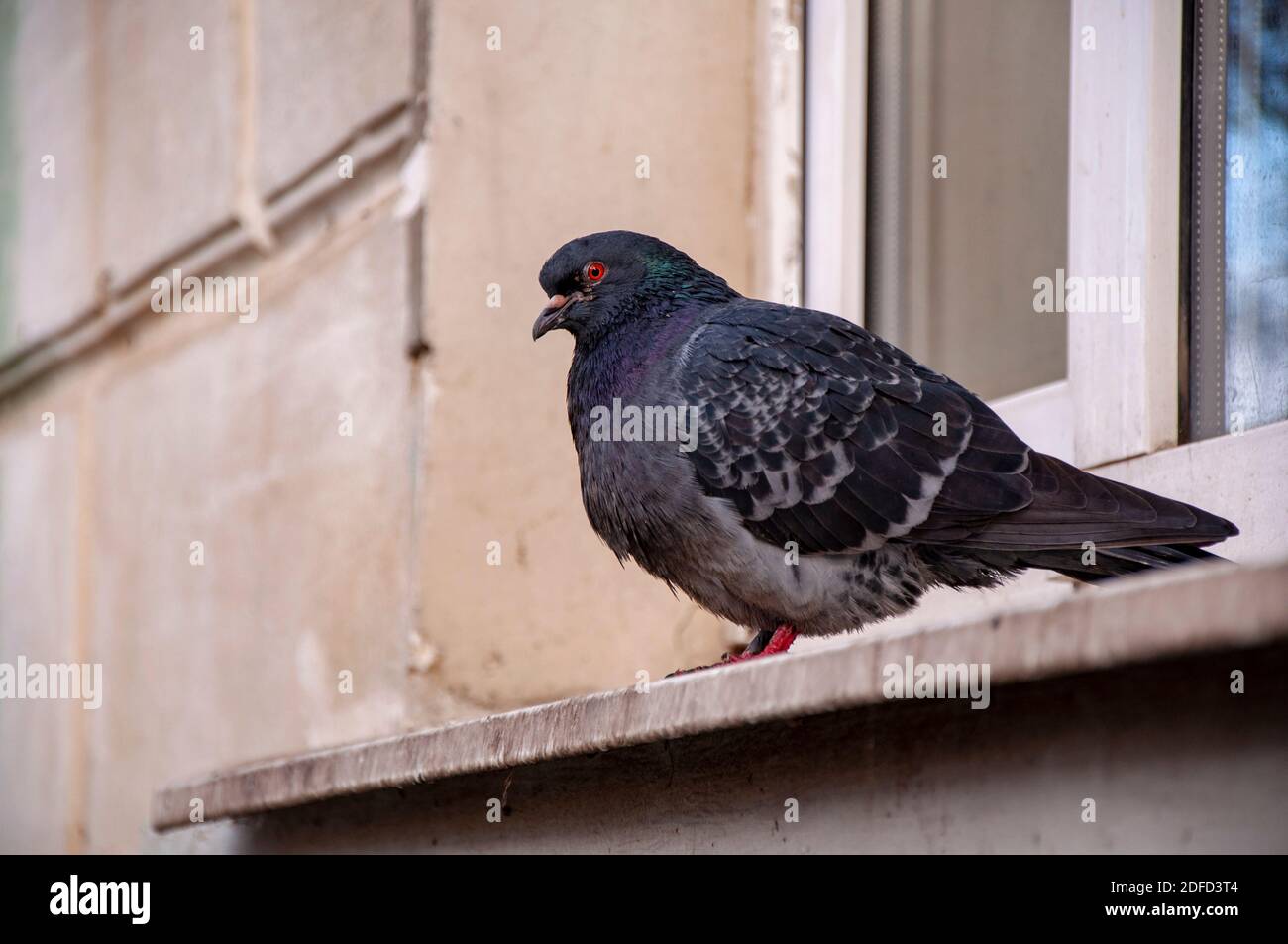 Closeup of one pigeon sitting on windowsill of building window Stock