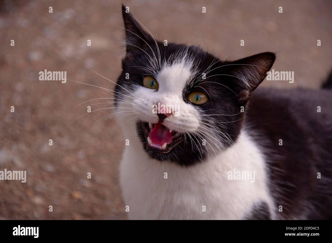 a cat with black and white fur meows Stock Photo Alamy