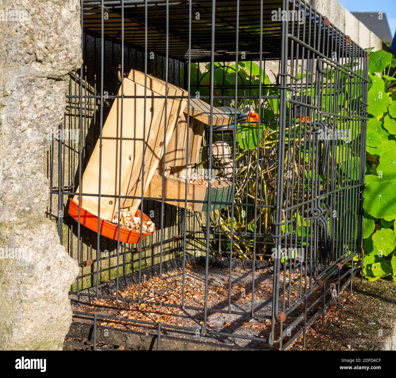 Travel cage used as bird feeding station Stock Photo Alamy