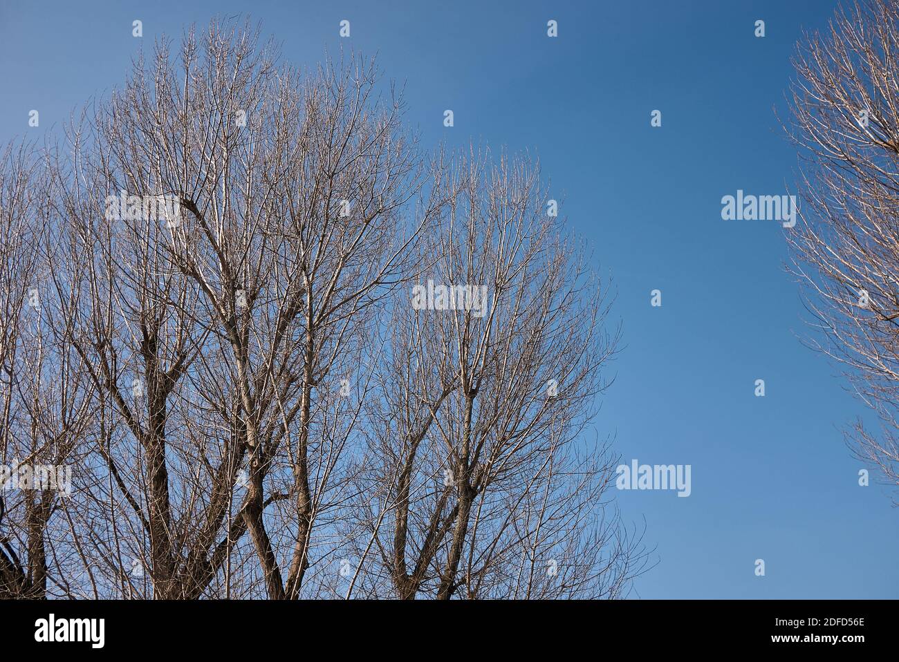 Populus canescens tree in winter season Stock Photo