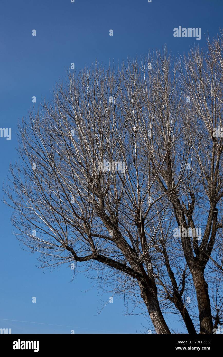 pruned Populus canescens trees Stock Photo