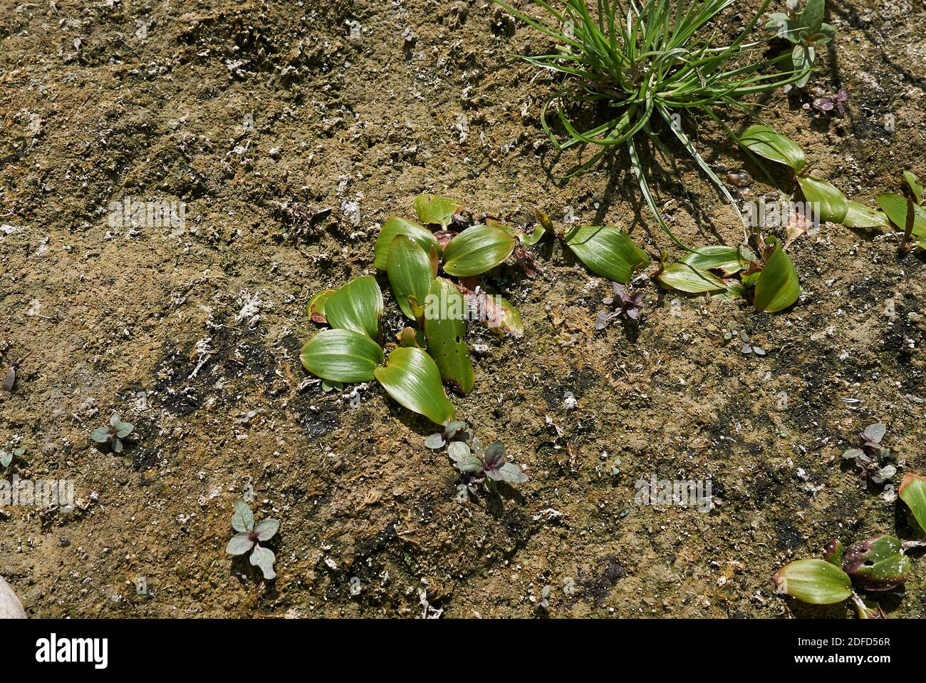 Potamogeton nodosus plants in a river bed Stock Photo