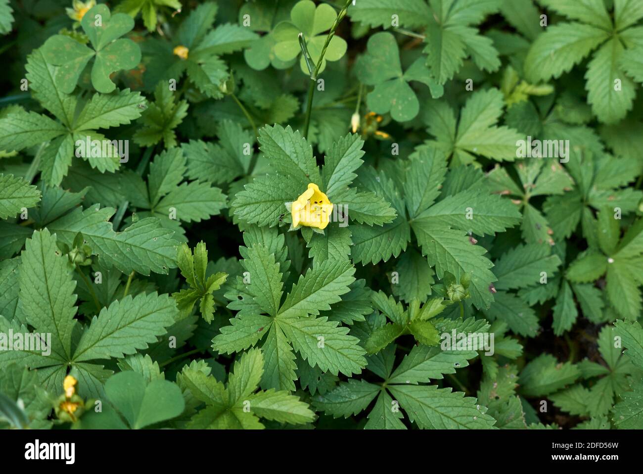 Potentilla reptans  close up with yellow flowers Stock Photo