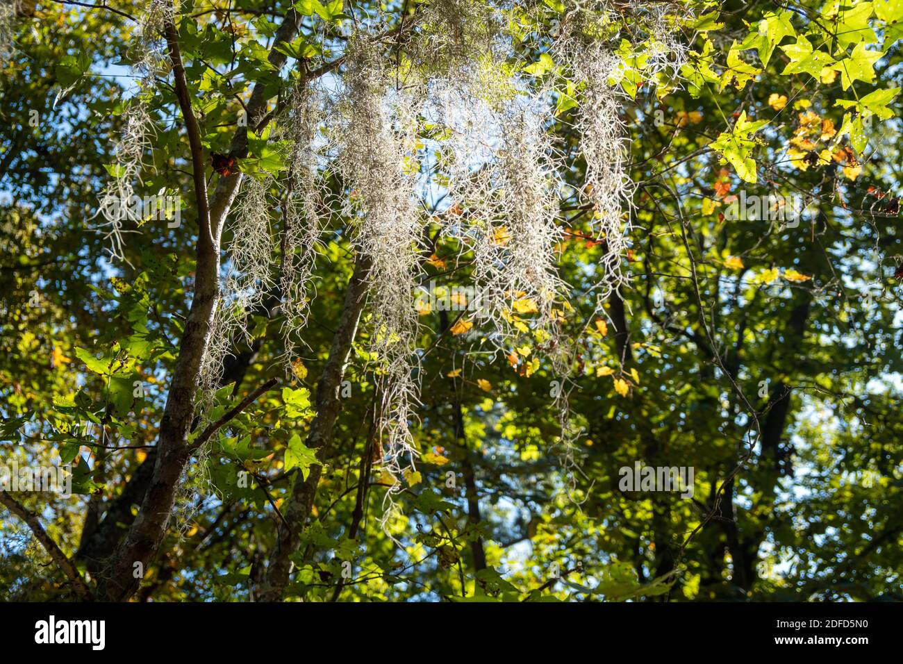 Spanish moss hanging from deciduous trees in Santee State Park South