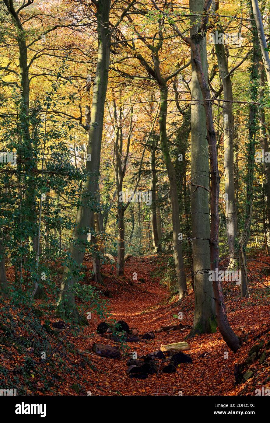 Autumn in Bath rainbow woods Stock Photo Alamy
