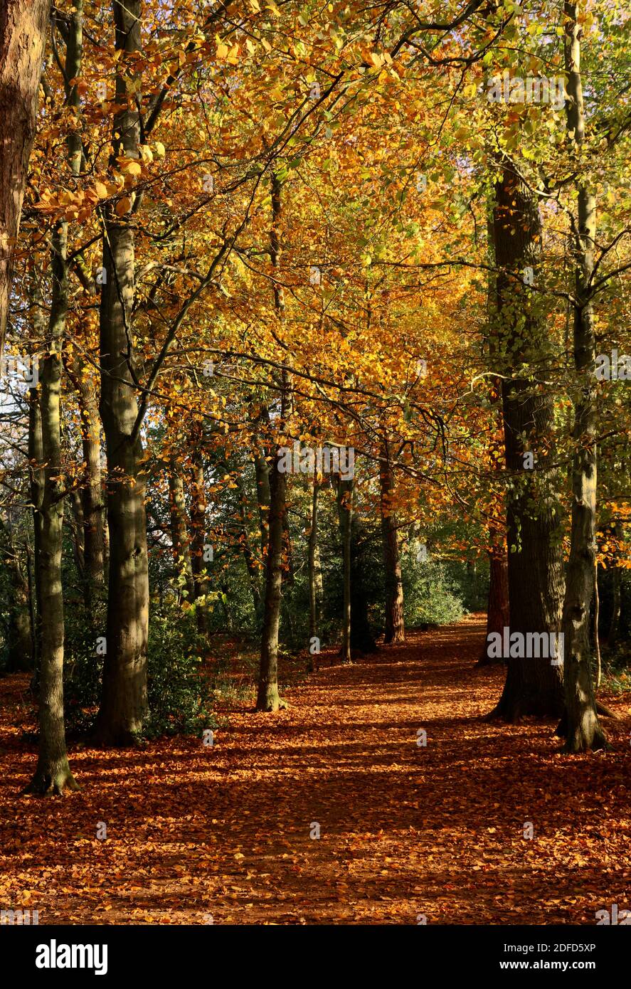 Autumn in Bath rainbow woods Stock Photo Alamy