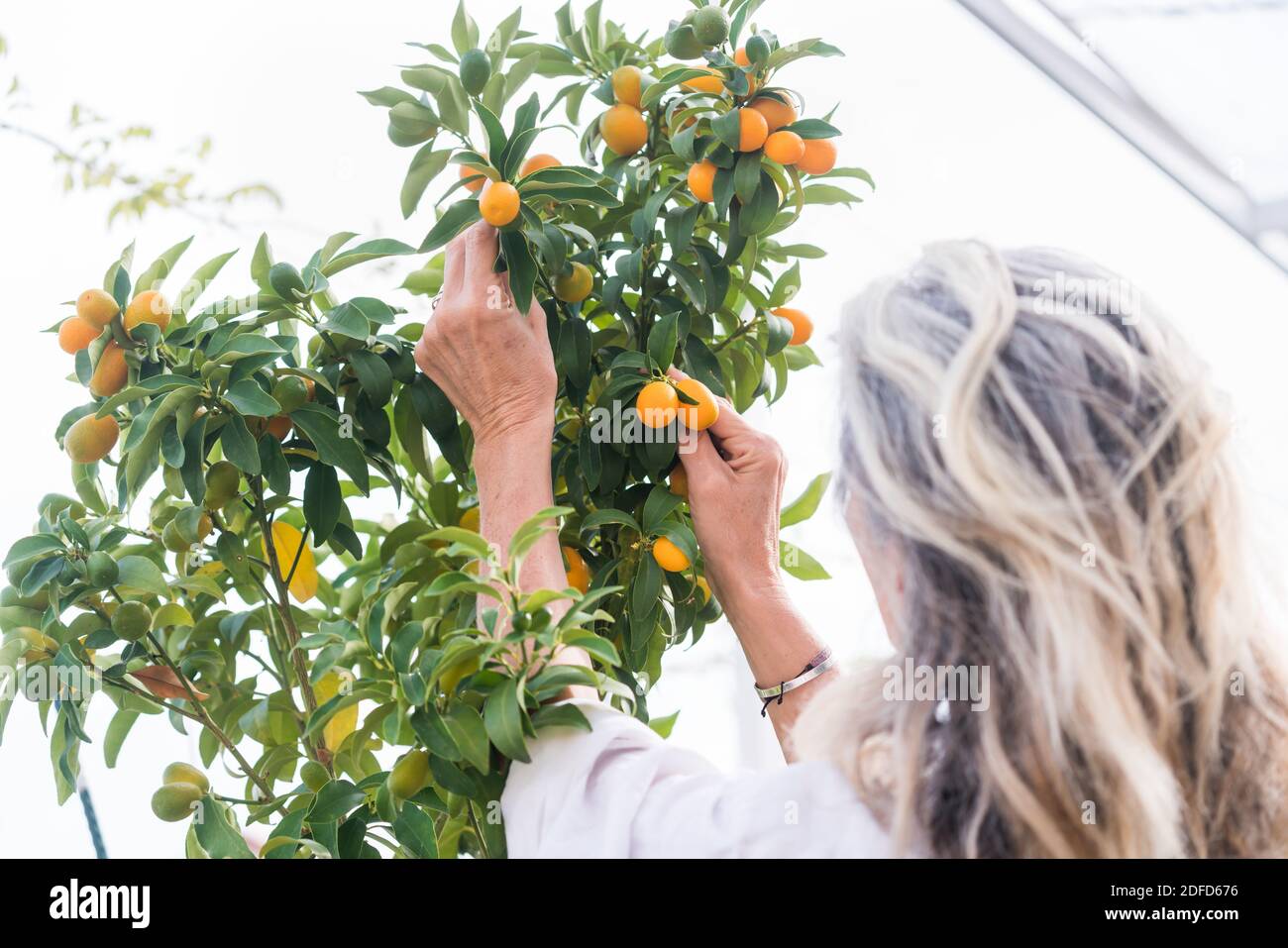 Woman growing kumquats (Fortunella japonica) . Stock Photo