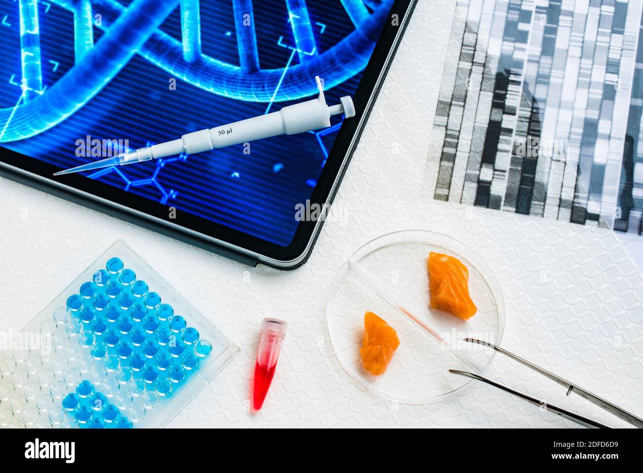 Samon Genetic Illustration on the production of genetically modified salmon Stock ...