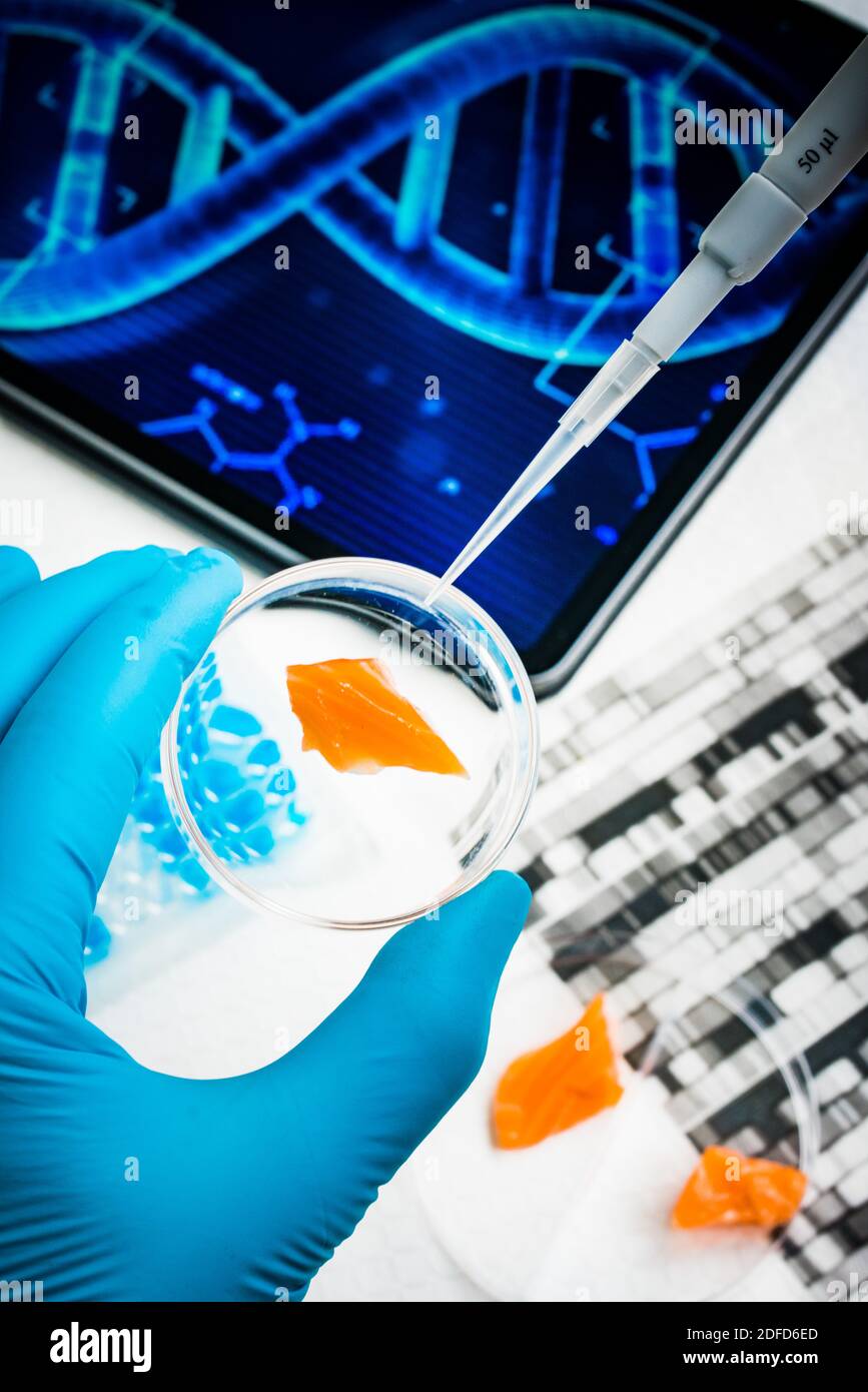 Samon Genetic Illustration on the production of genetically modified salmon Stock ...
