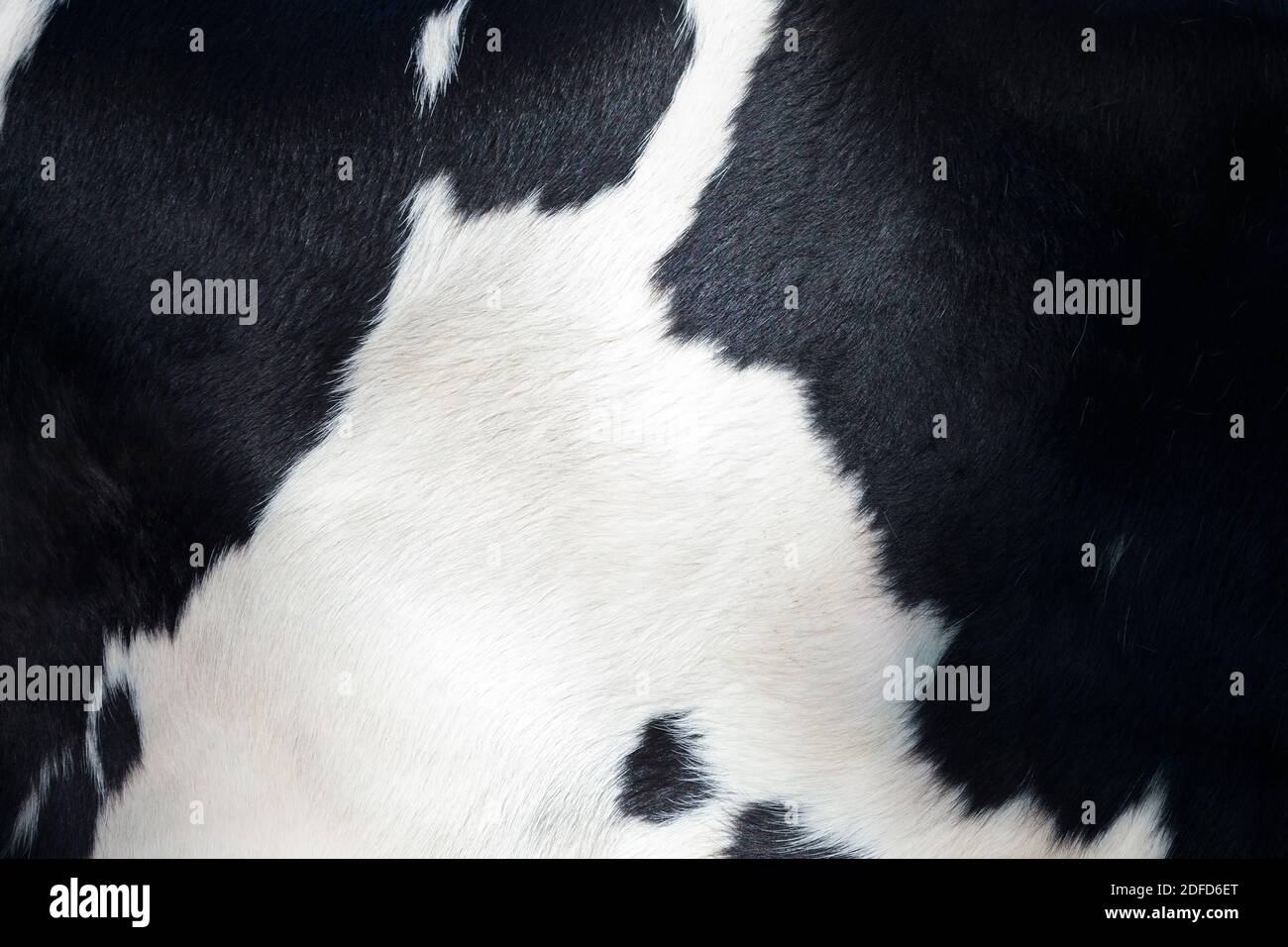 Detail of the black and white fur of a Dutch milk cow Stock Photo