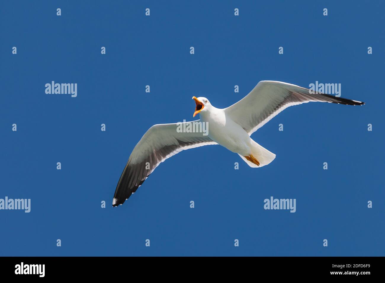 Screeching flying seagull in front of a deep blue sky Stock Photo