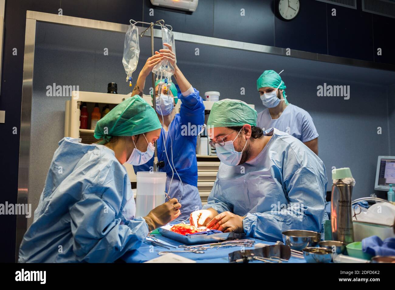 Kidney removal by laparoscopy from a living related donor, the surgeon