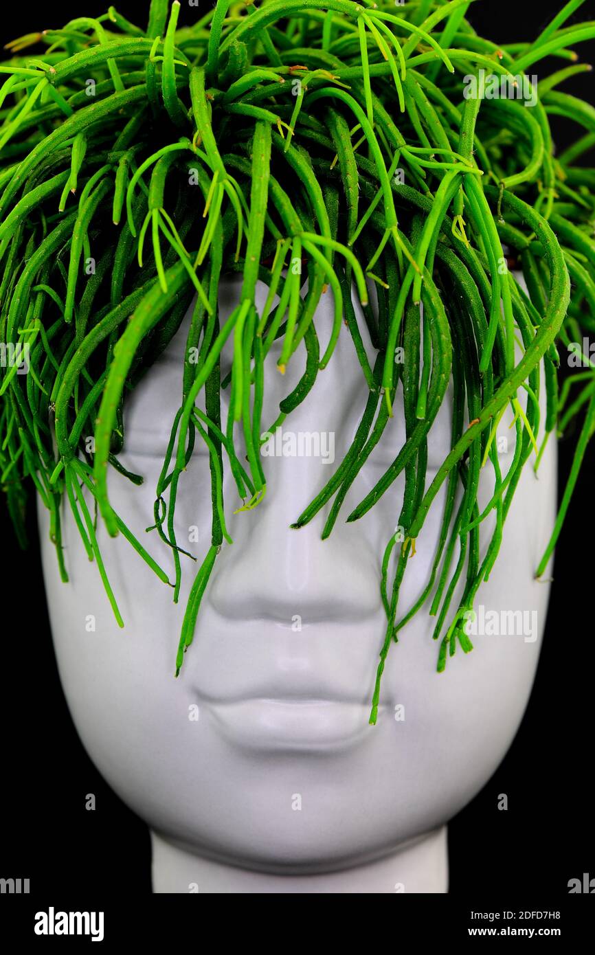 Head Plant Pot - Face Shaped Pot with Mistletoe Cactus 'Hair' - Macro Shot with Diffused Lighting Stock Photo