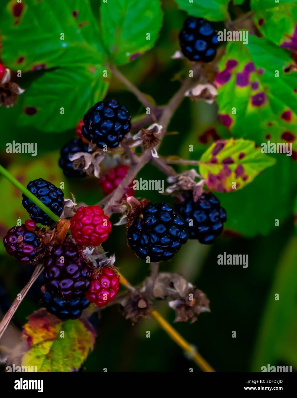 Group of ripe blackberries growing in the wild. . High quality photo Stock Photo
