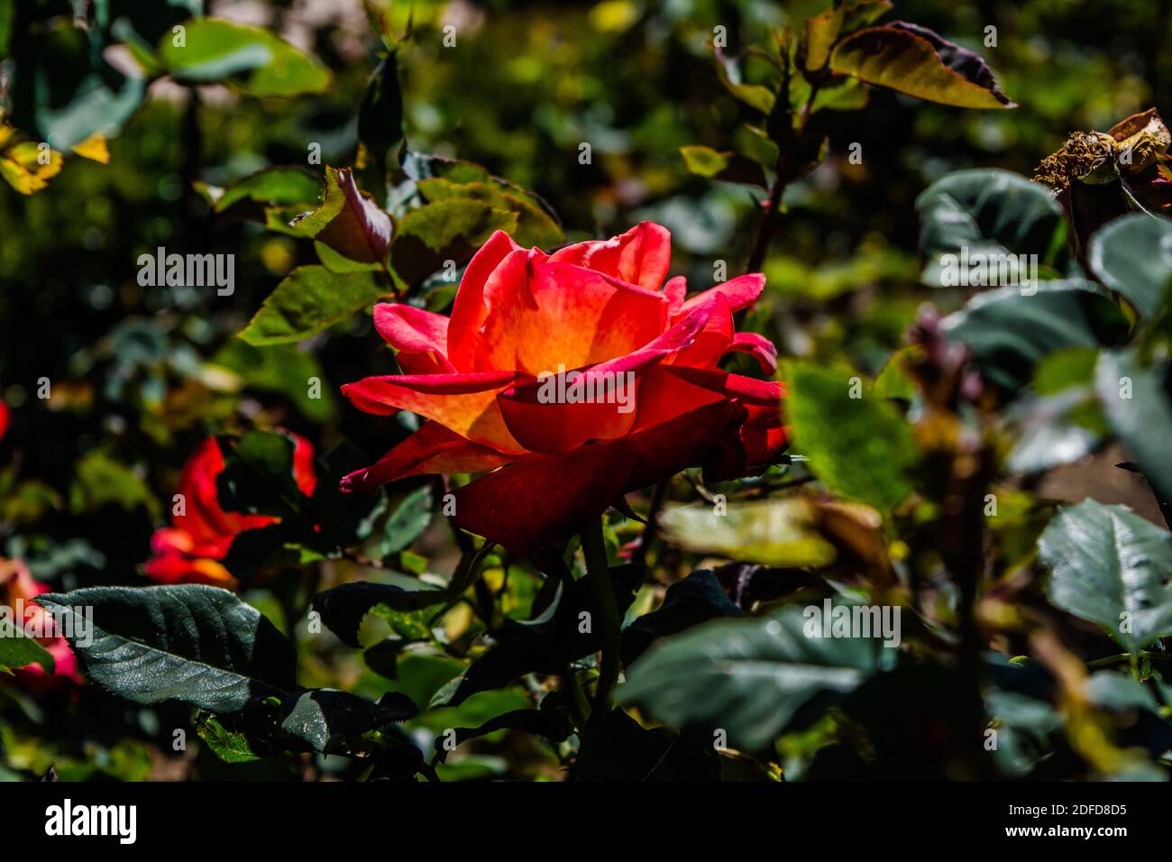 Colorful rose of botanical garden and rose garden of Ooty Tamilnadu Stock Photo