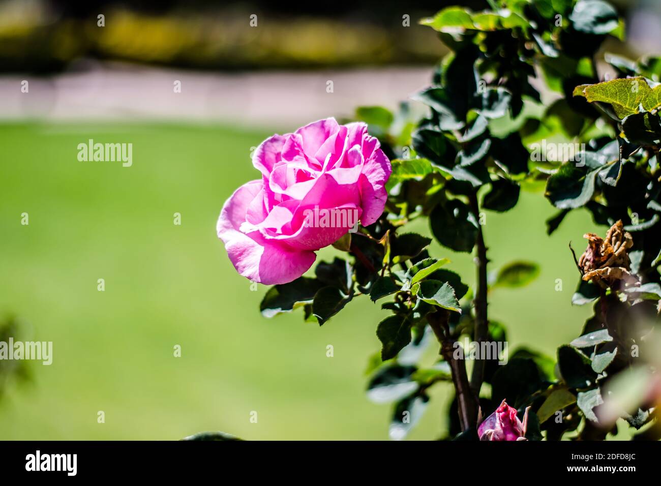 Colorful rose of botanical garden and rose garden of Ooty Tamilnadu Stock Photo