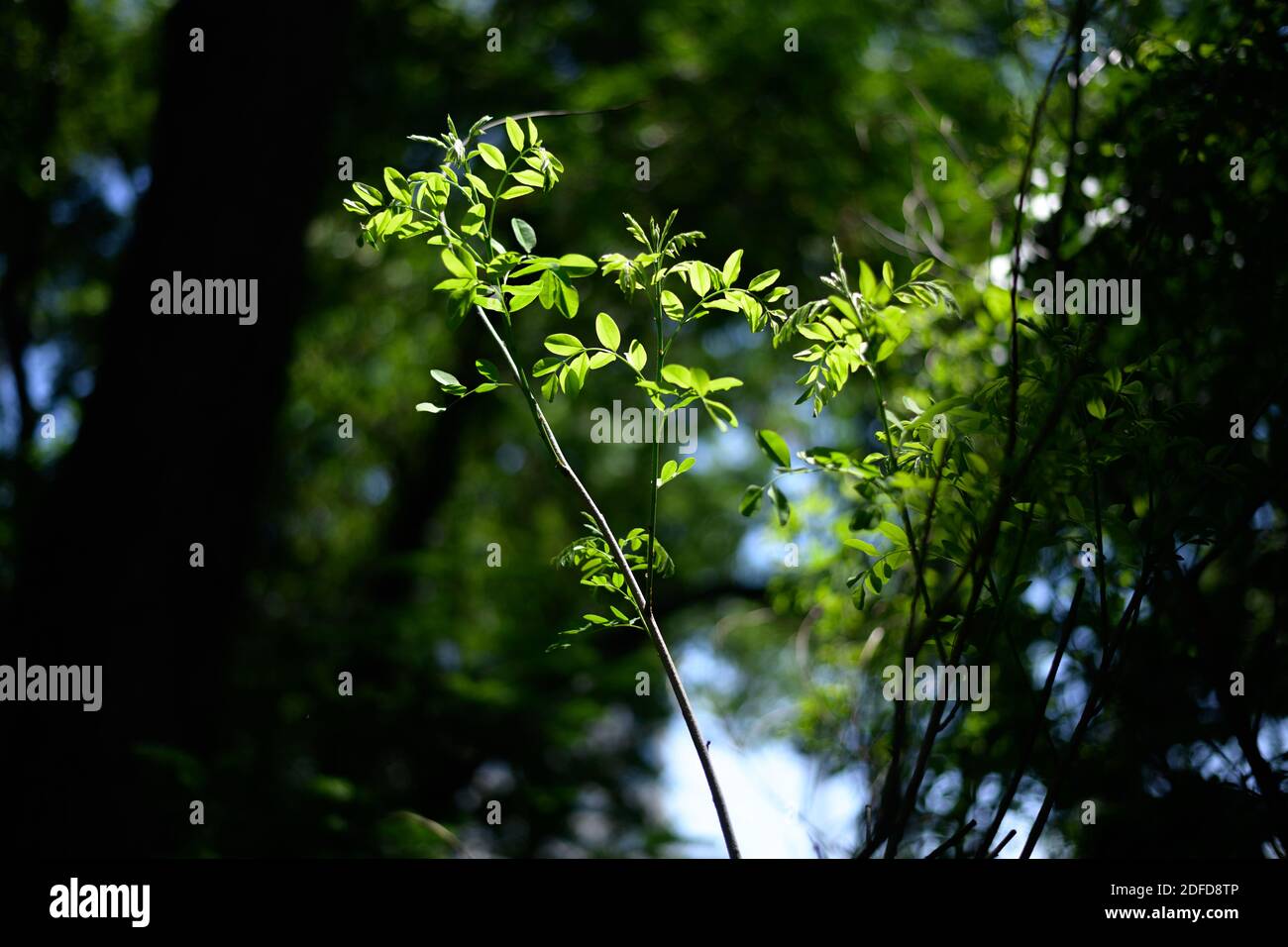 Tree branches in summer forest with sunlight Stock Photo - Alamy
