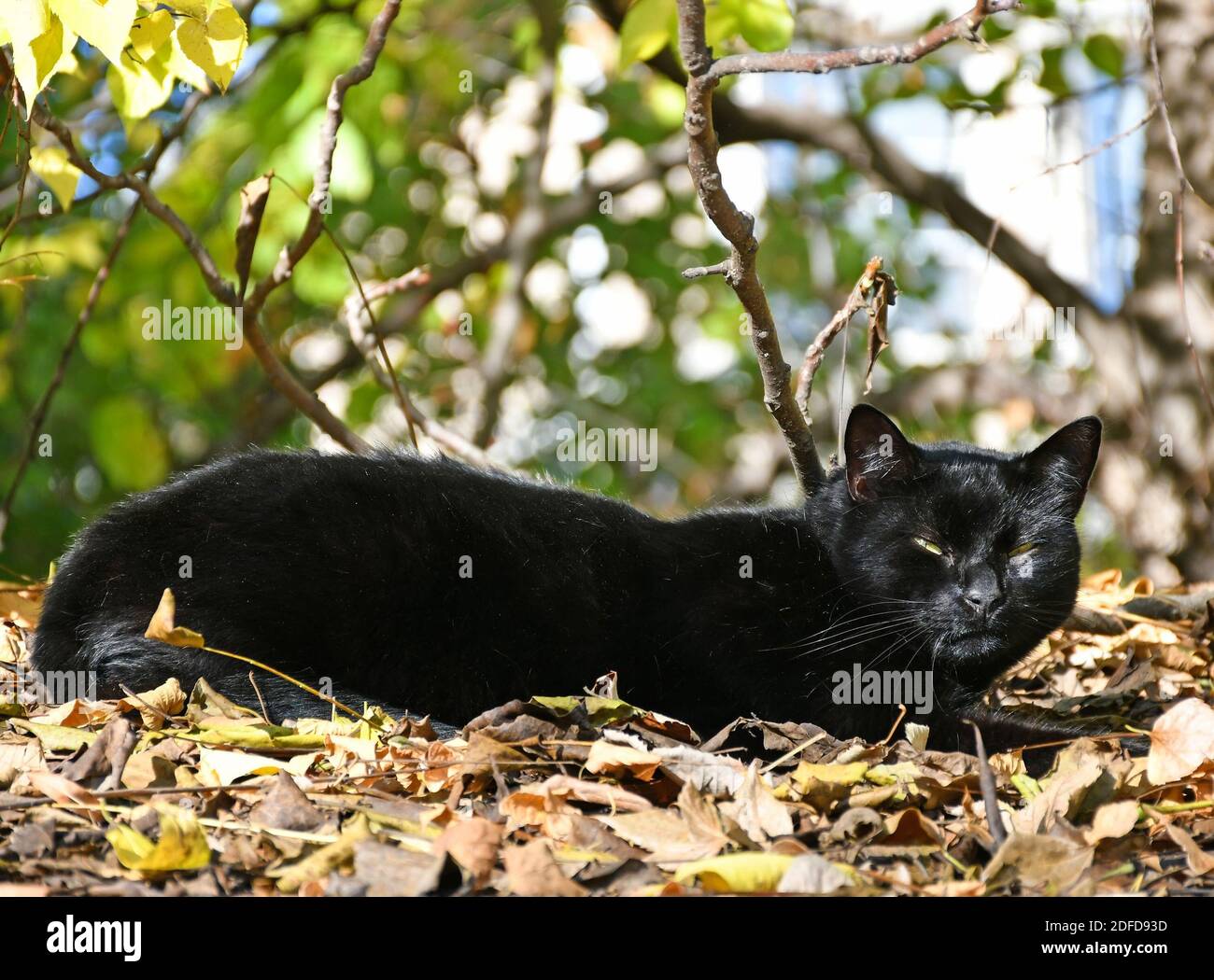 Black cat in the woods Stock Photo Alamy