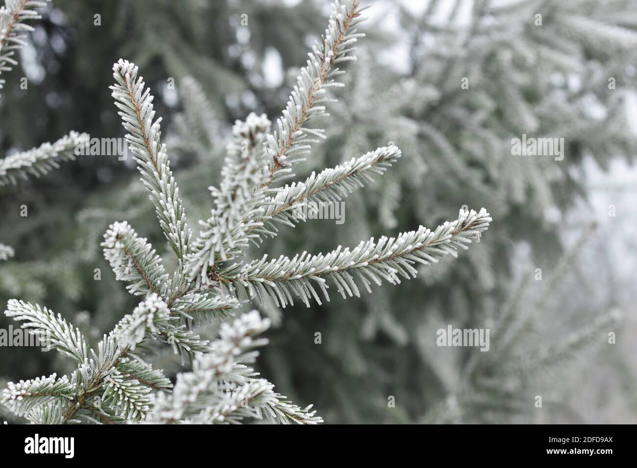 Fir tree branch hoarfrosted hi-res stock photography and images - Alamy