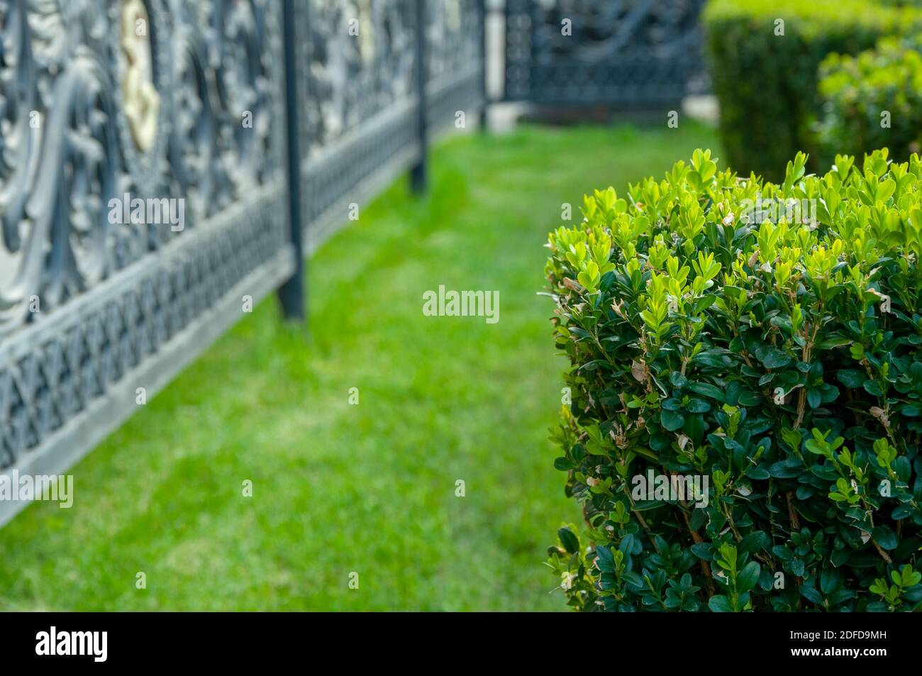 trimmed boxwood bushes in a well groomed park Stock Photo