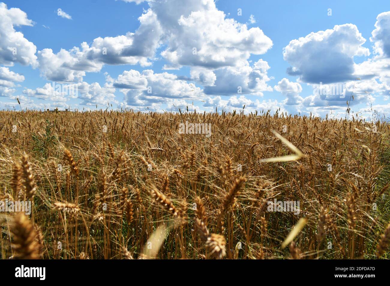 Un champ de blé à Saint-Magloire Stock Photo