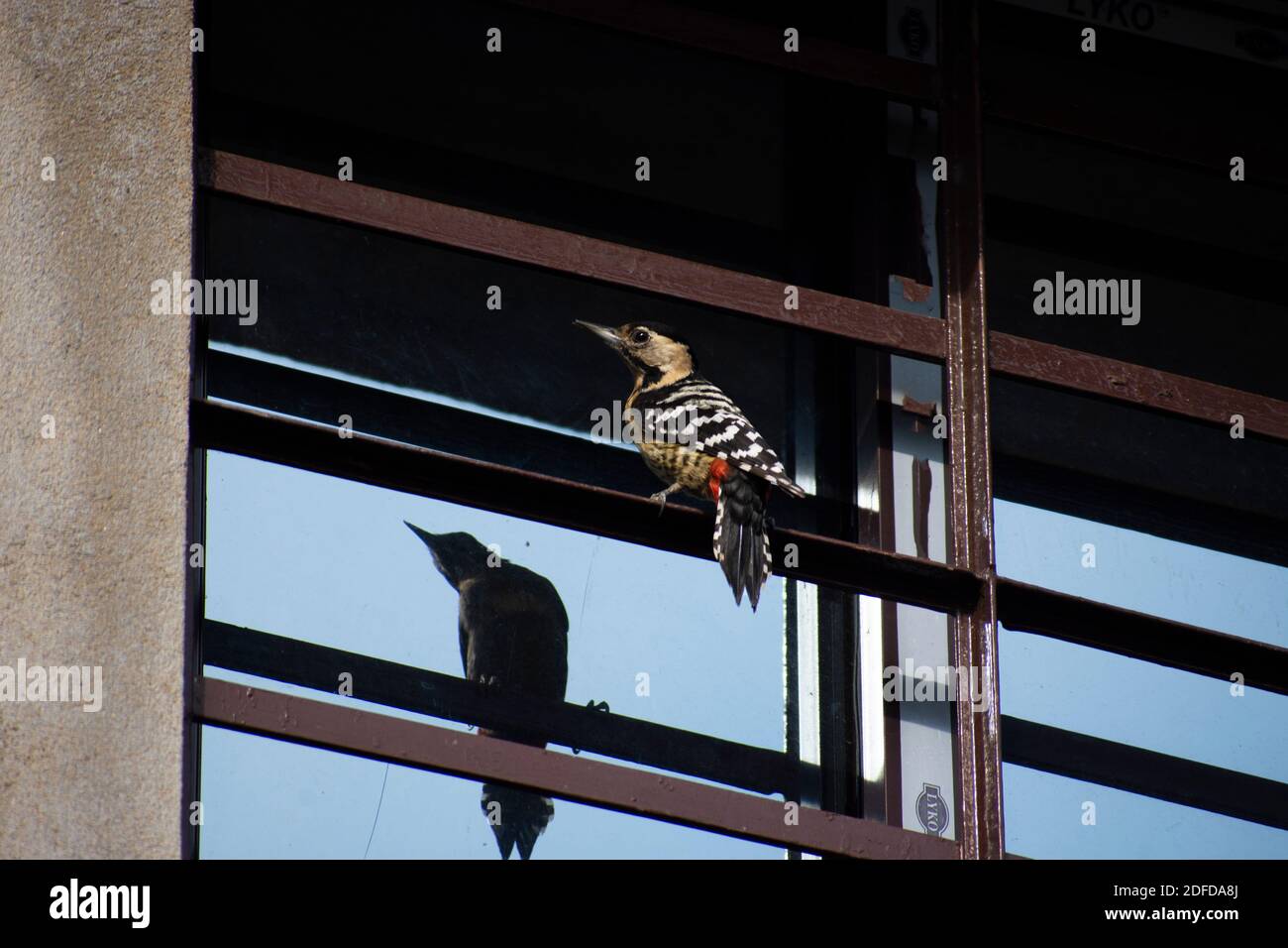 a woodpecker is playing with his own reflection on a glass window Stock ...