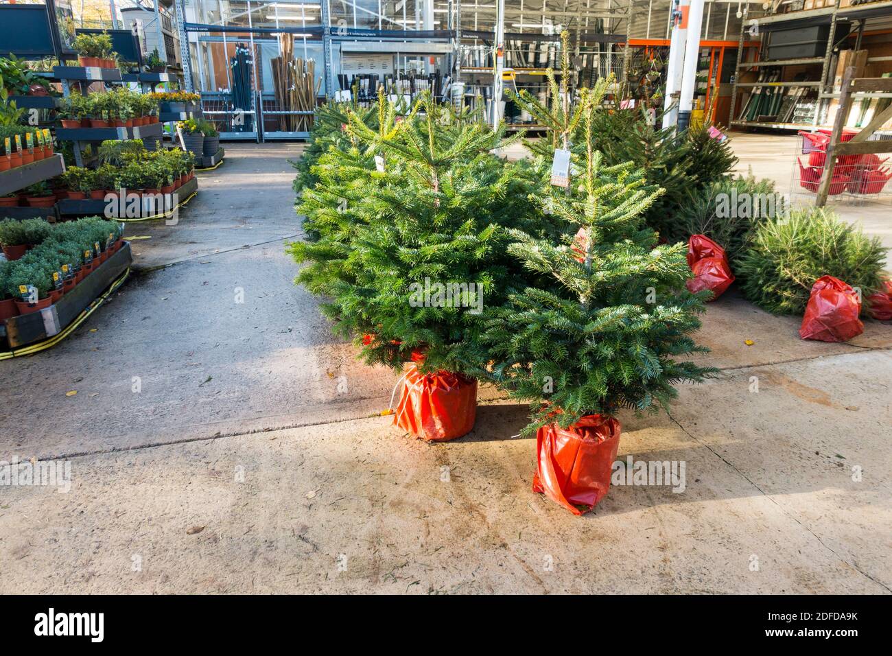 Uk garden centre christmas trees for sale hires stock photography and images Alamy
