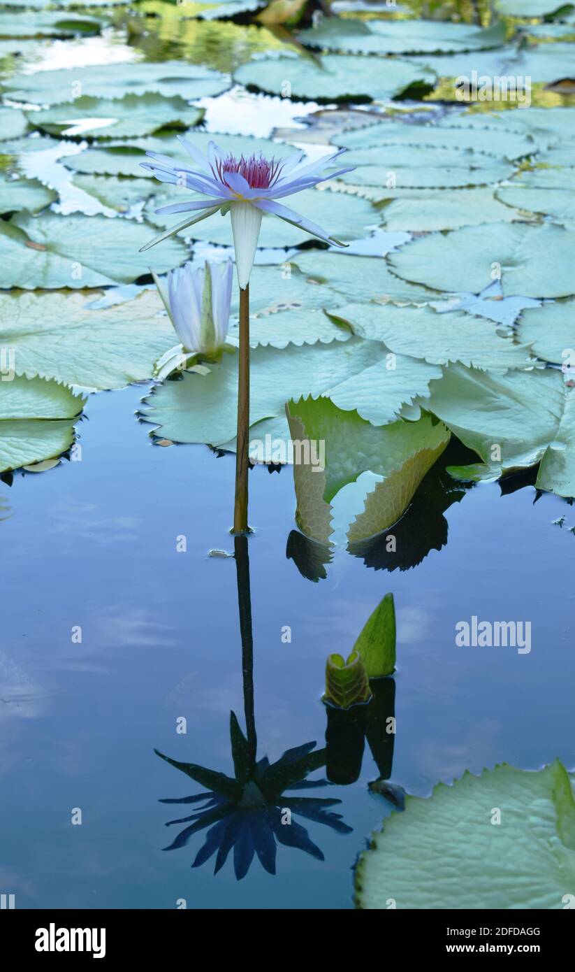 lotus lily flower on water surface in pool Stock Photo - Alamy