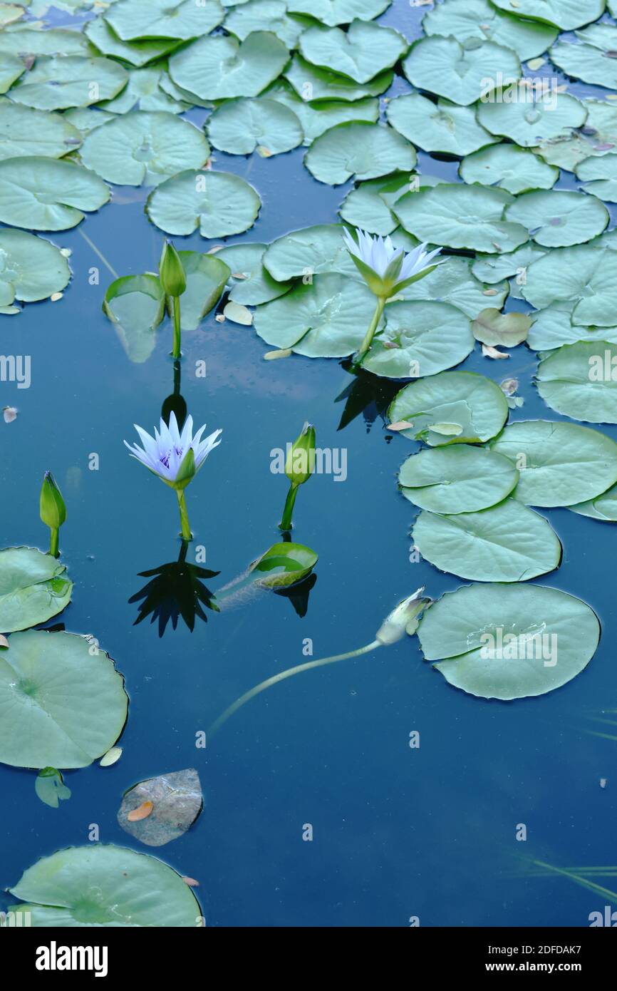 lotus lily flower on water surface in pool Stock Photo - Alamy