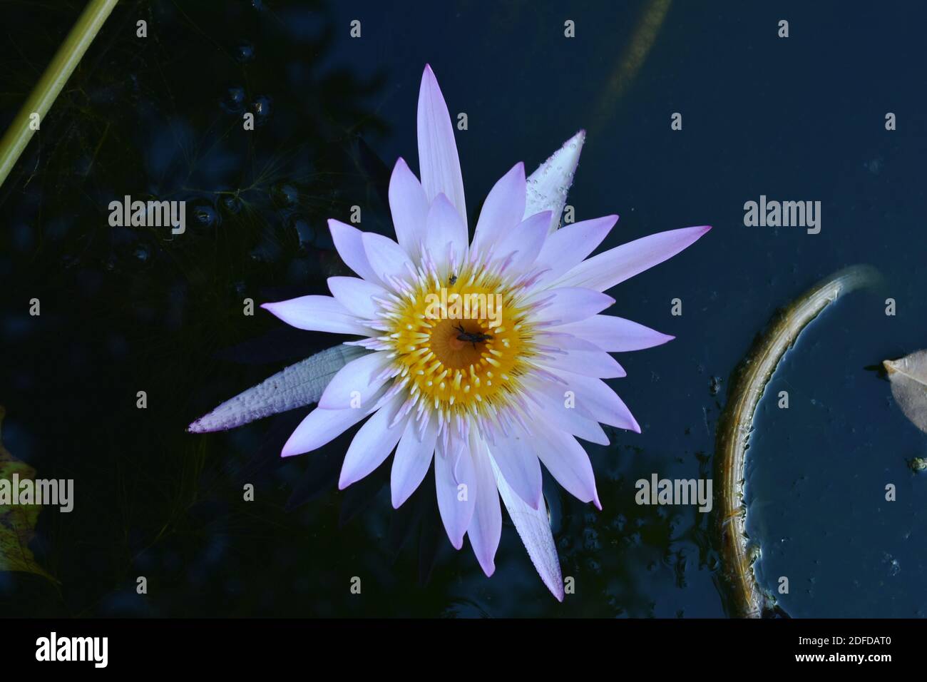 lotus lily flower on water surface in pool Stock Photo - Alamy