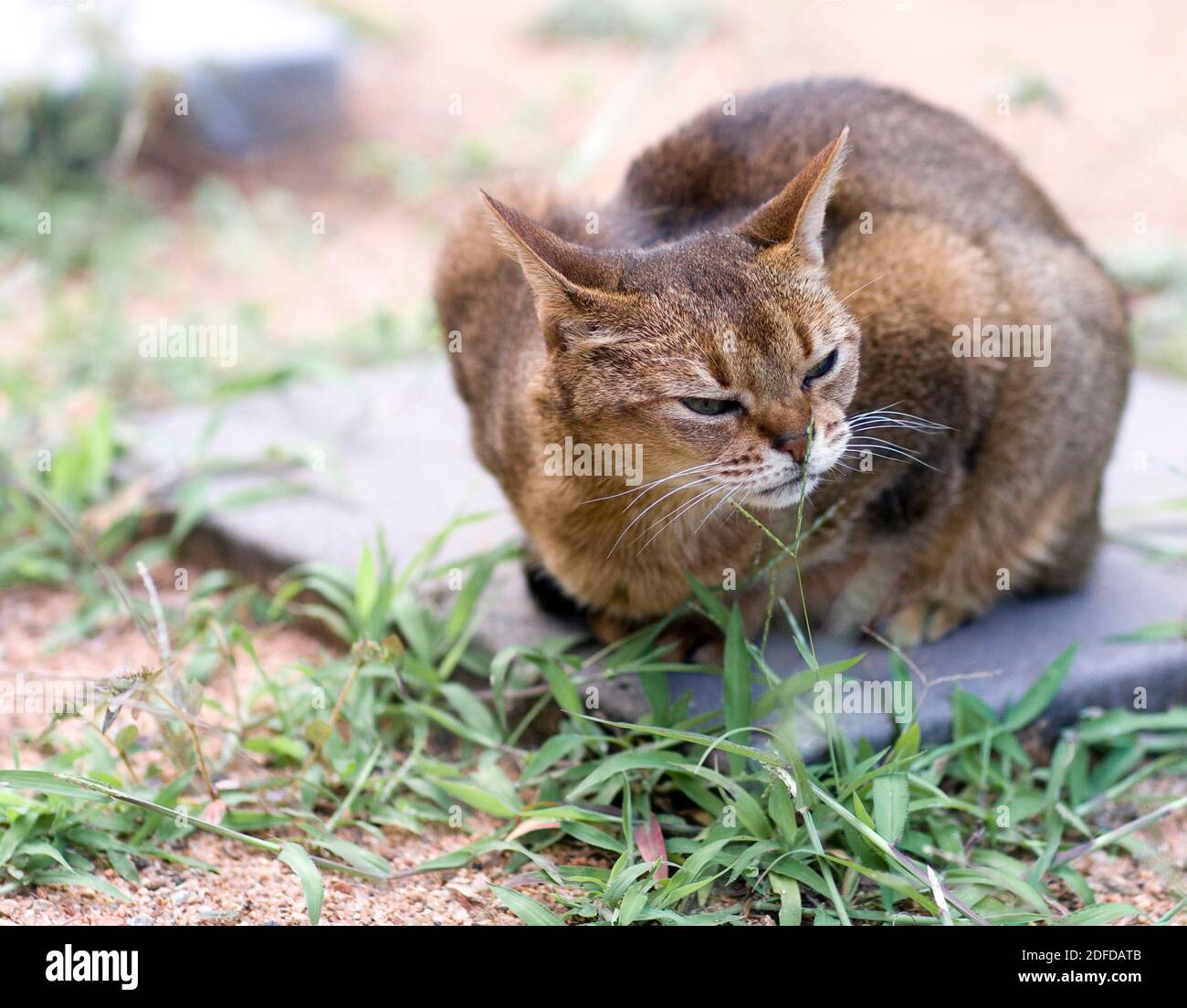 A beautiful Abyssinian cat sniffs at weeds in the garden Stock Photo