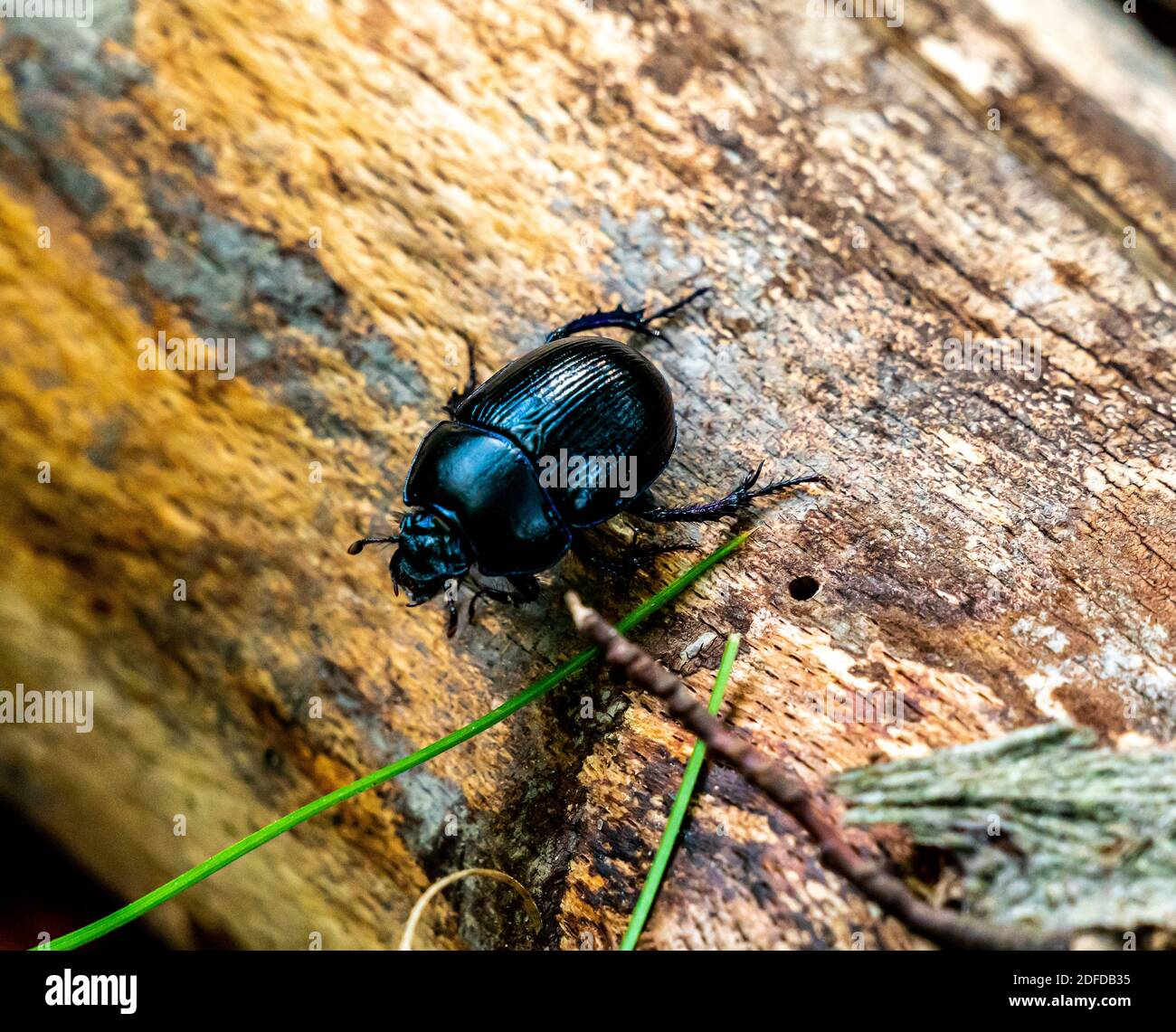 Close up of a common earth boring dung beetle sitting on a log. . High quality photo Stock Photo