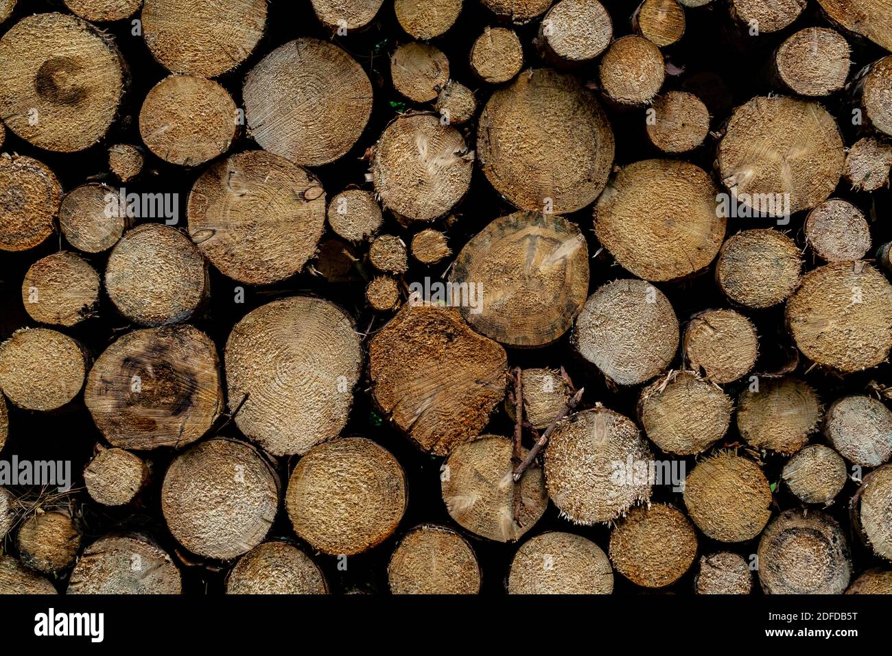 Timber logs from stacked and waiting for the saw mill.  Stock Photo
