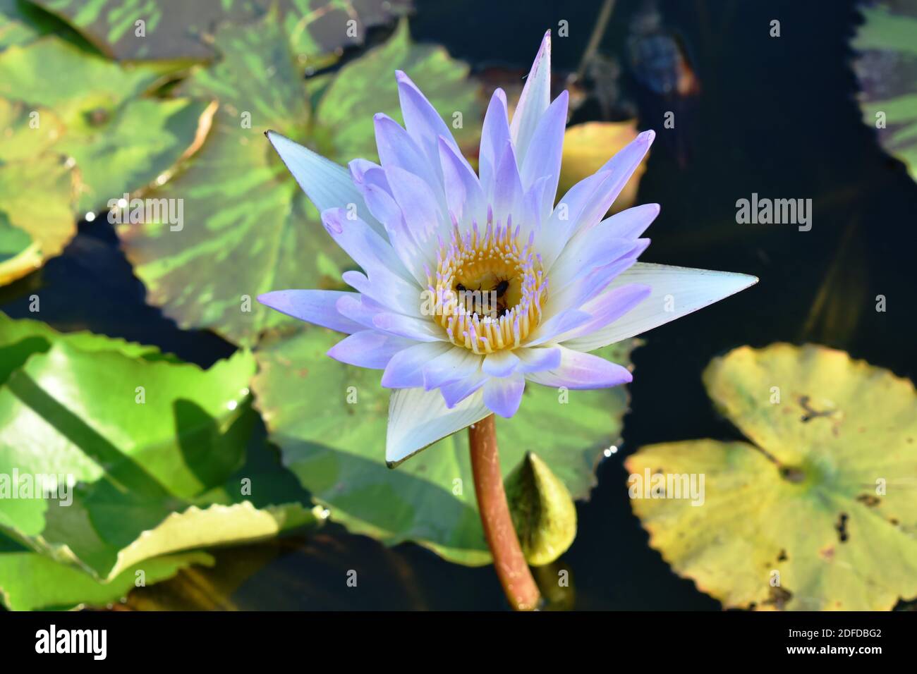 lotus lily flower on water surface in pool Stock Photo - Alamy