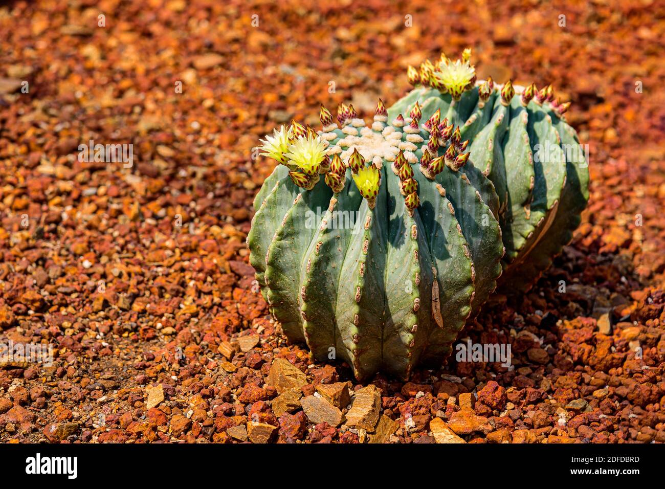 Ferocactus glaucescens var. nudum with yellow flowering on the pebble ground at a tropical botanical garden. Stock Photo