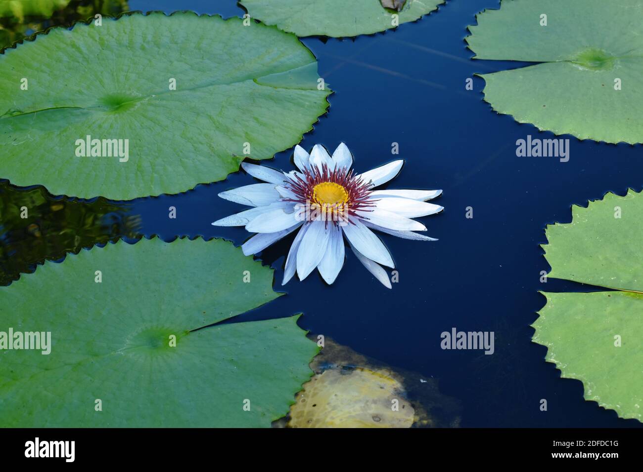 lotus lily flower on water surface in pool Stock Photo - Alamy