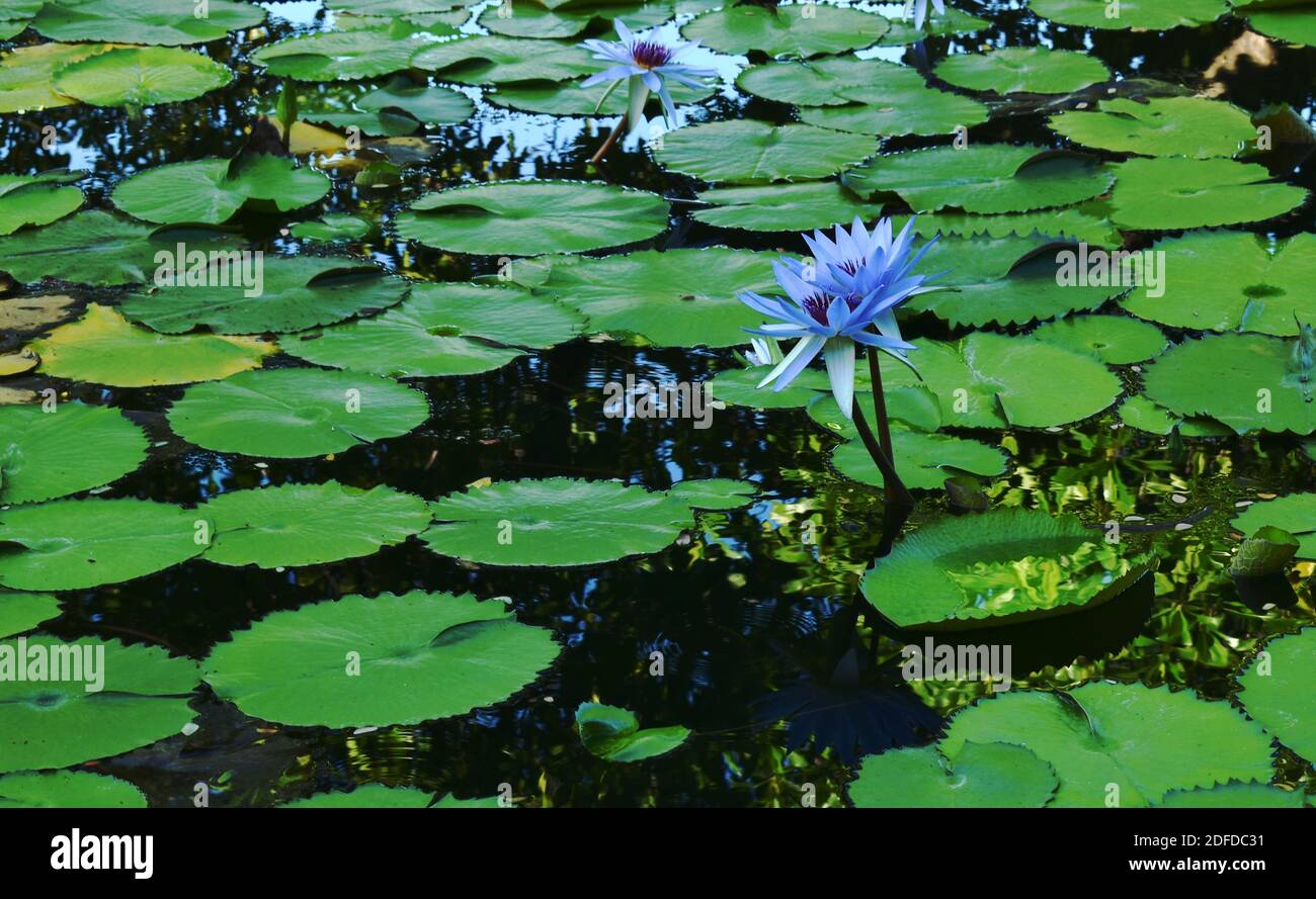 lotus lily flower on water surface in pool Stock Photo - Alamy