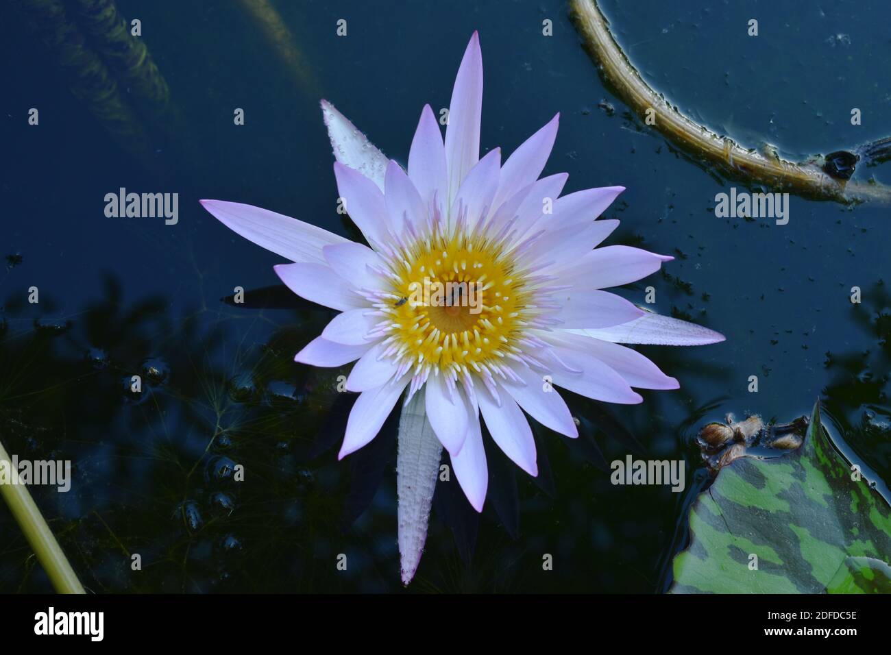 lotus lily flower on water surface in pool Stock Photo - Alamy