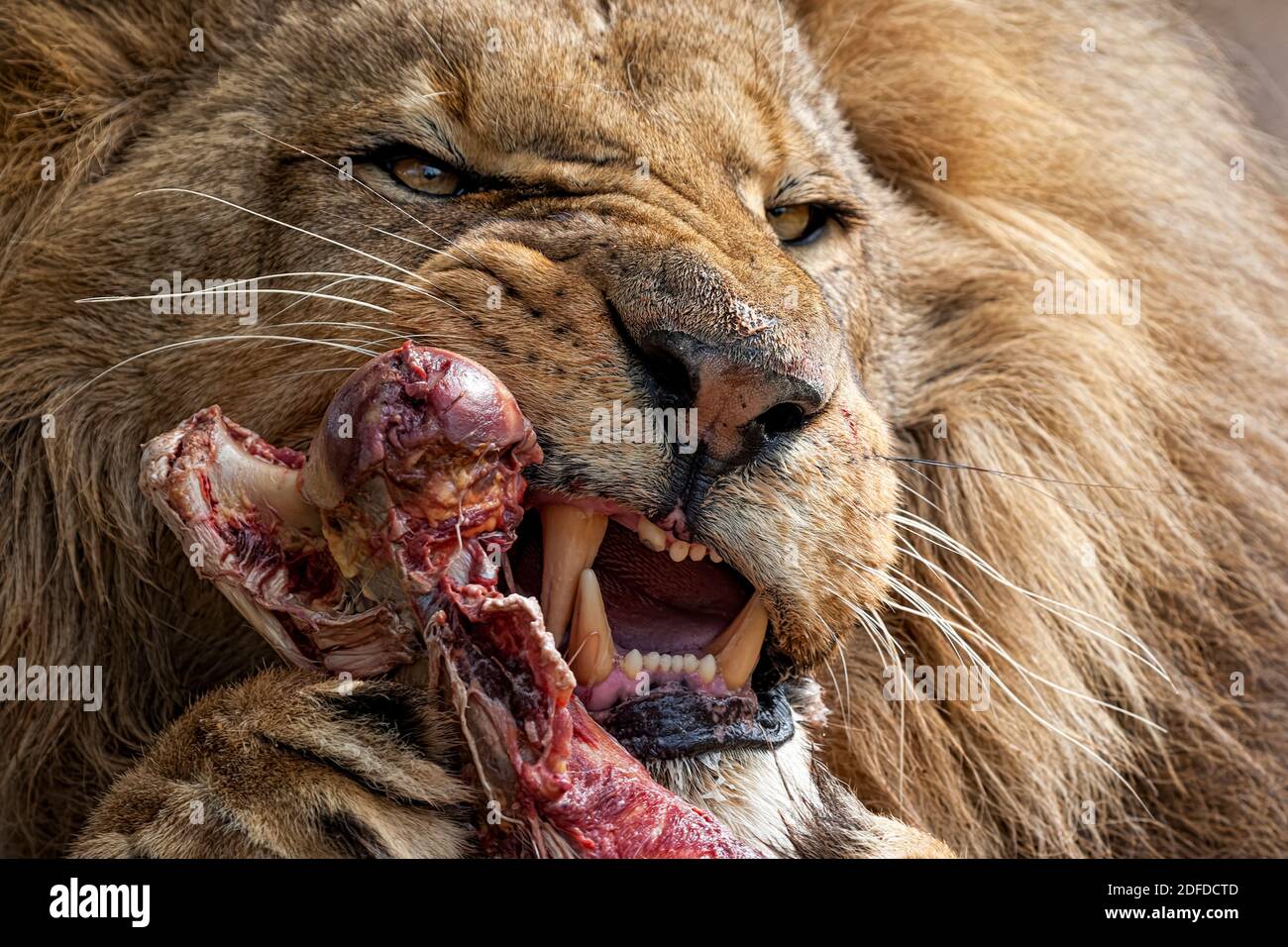 Close up lion eating raw meat Stock Photo - Alamy