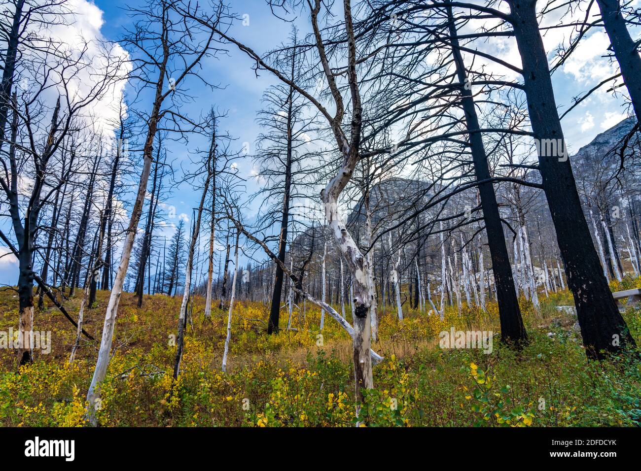 Bears Hump hiking trail after Kenow Wildfire in 2020 autumn. Waterton