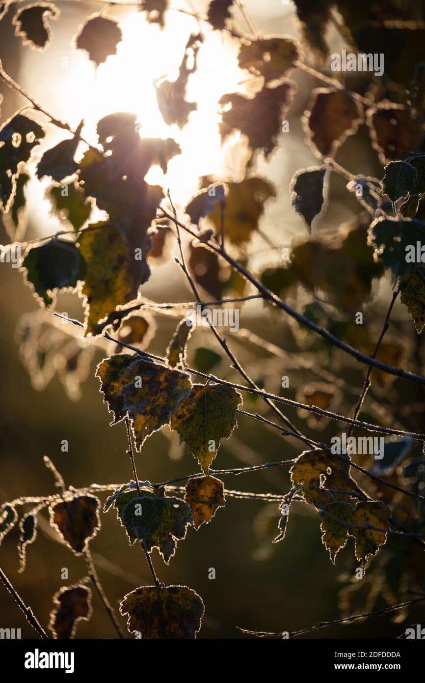 Backlit frosty Silver Birch tree leaves, Newtown Common, Burghclere, Hampshire, England, United Kingdom, Europe Stock Photo