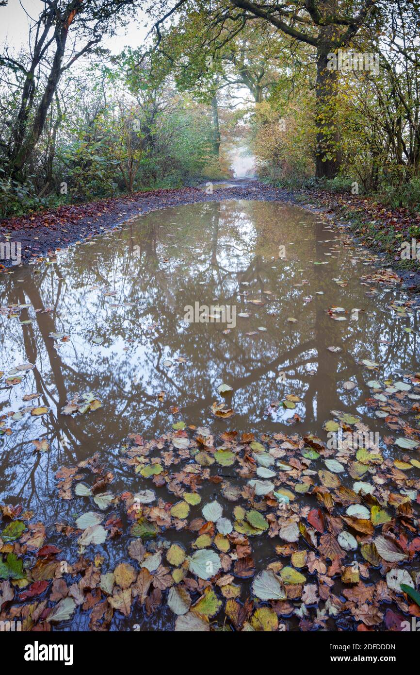Water-logged country track on misty autumn morning with leaves floating on water surface, Highclere, Hampshire, United Kingdom Stock Photo
