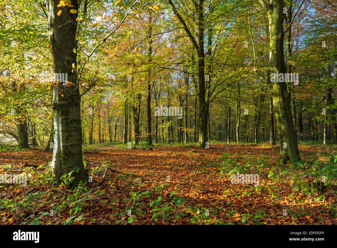 Autumn leaves in beech tree woodland, Highclere, Hampshire, England, United Kingdom, Europe Stock Photo