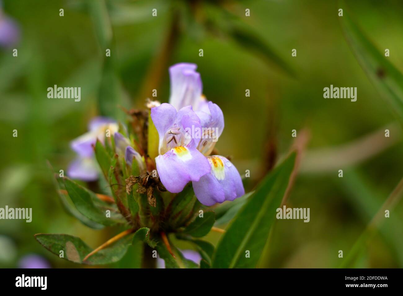 Light pink color marsh barbel or Hygrophila auriculata flower, herbal plant Stock Photo