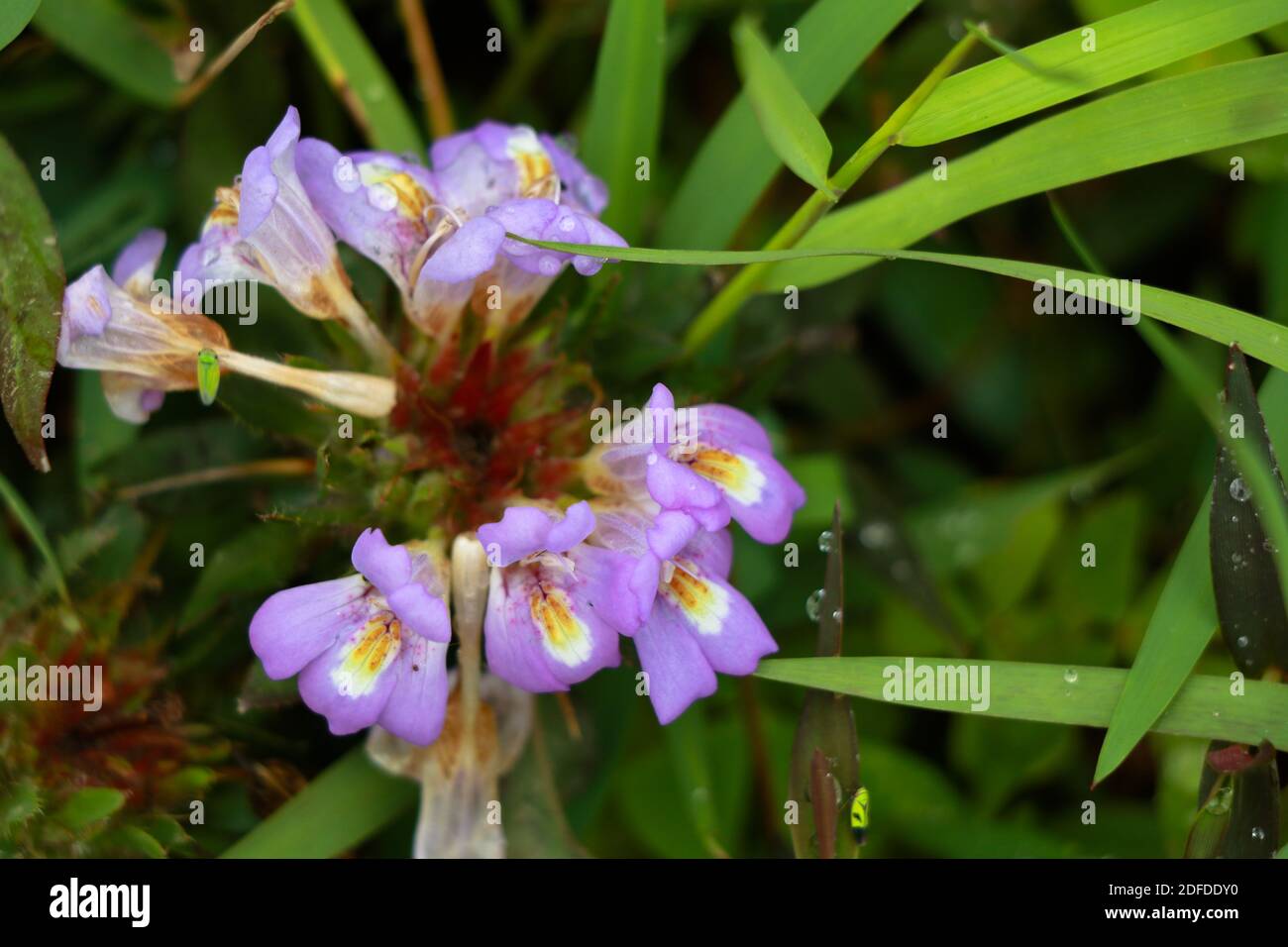 Light pink color marsh barbel or Hygrophila auriculata flower, herbal plant Stock Photo