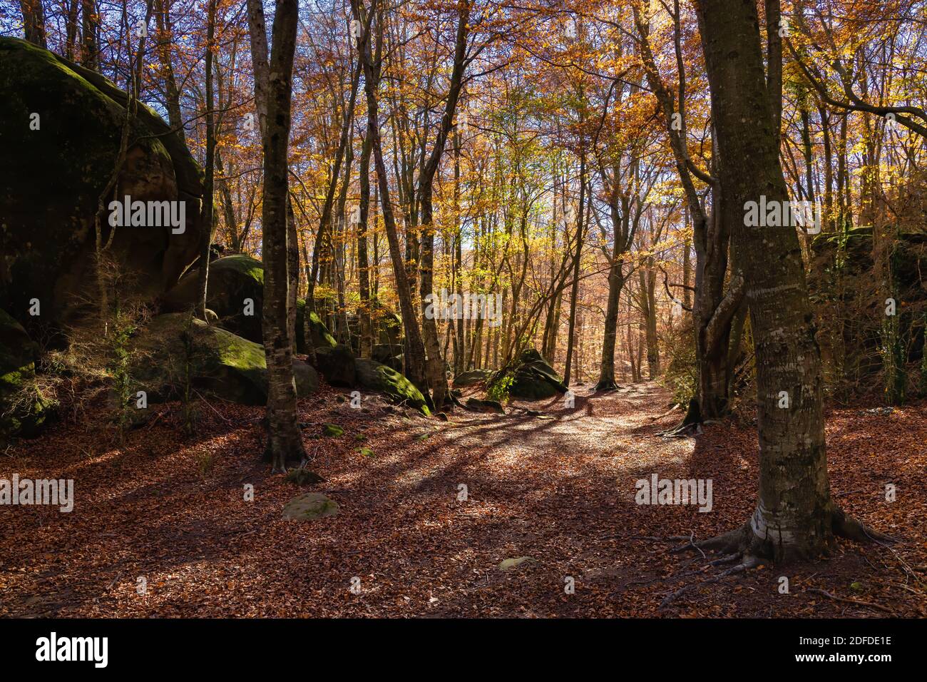 Beech forest in autumn where the enchanted rocks are found. Santuari of Salud, Catalonia, Spain Stock Photo