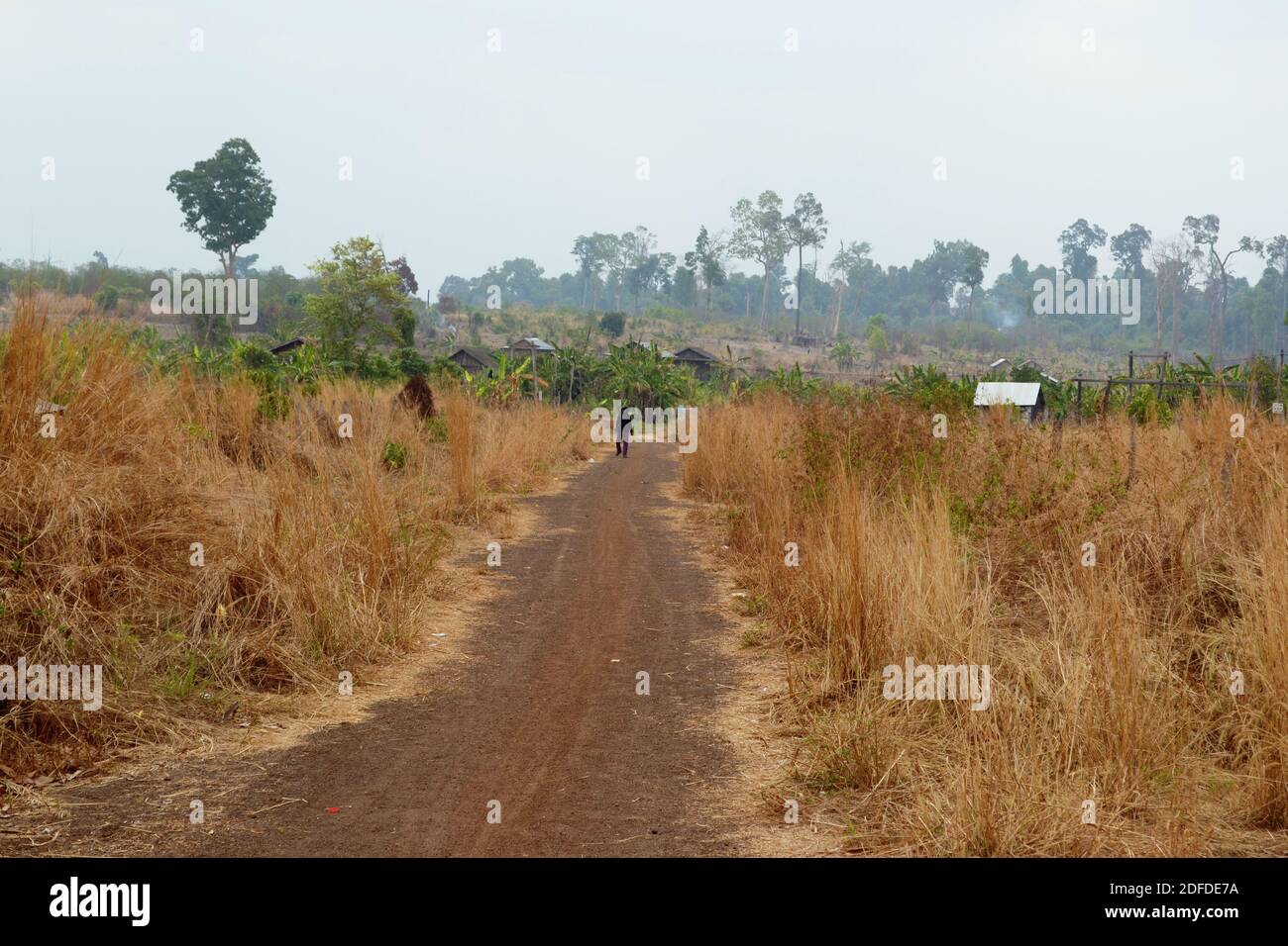 Straight rural road along dry grass fields. Countryside dirt trail through desert landscape. Barren land and arid climate. Cambodia Stock Photo